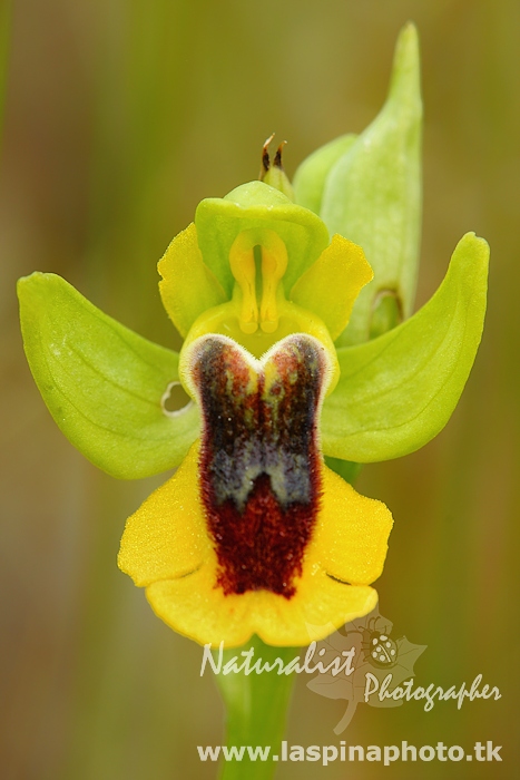 ophrys lutea phryganae???